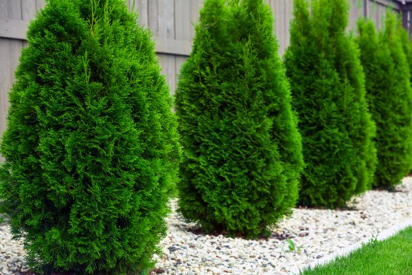 Arborvitae Planting in Saint Johns