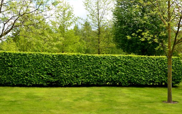 Hedge Planting in Saint Johns
