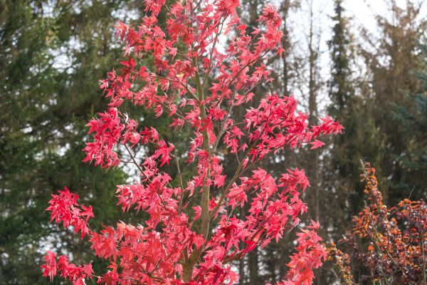 Japanese Maple Planting in Saint Johns