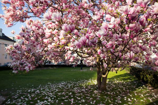 Magnolia Tree Planting in Saint Johns