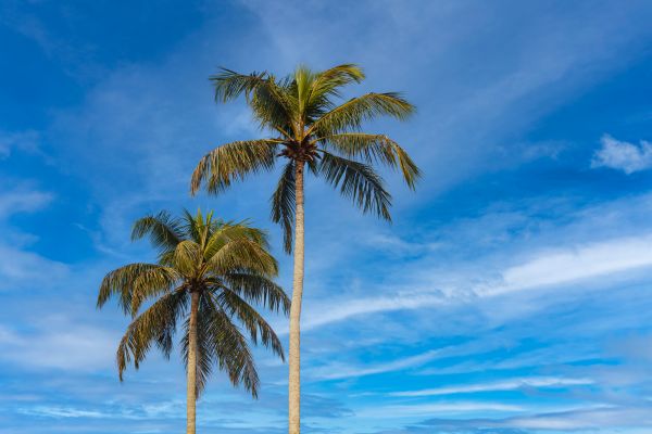 Palm Tree Planting in Saint Johns