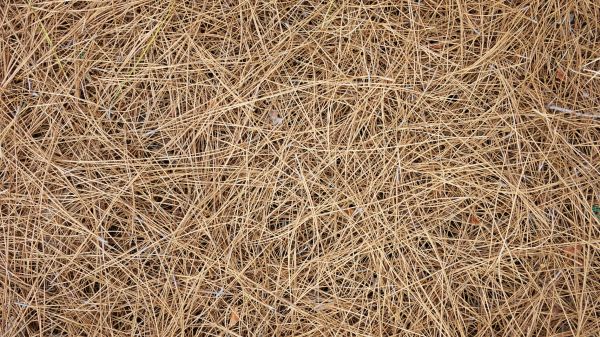 Pine Needles Delivery in Saint Johns