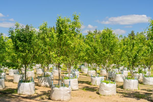 Tree Planting Service in Saint Johns