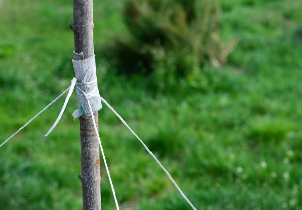 Tree Staking Service in Saint Johns
