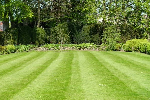 Lawn Renovation in Saint Johns