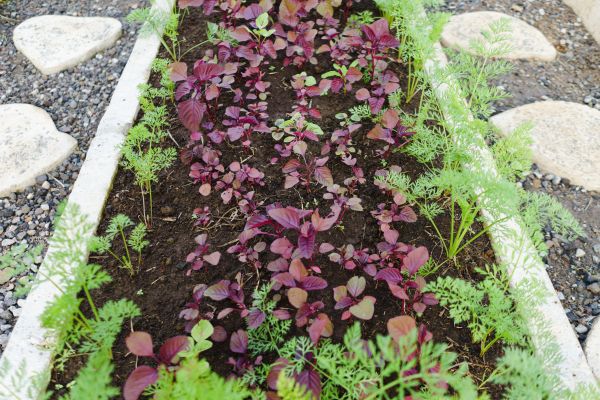 Edging Installation in Saint Johns
