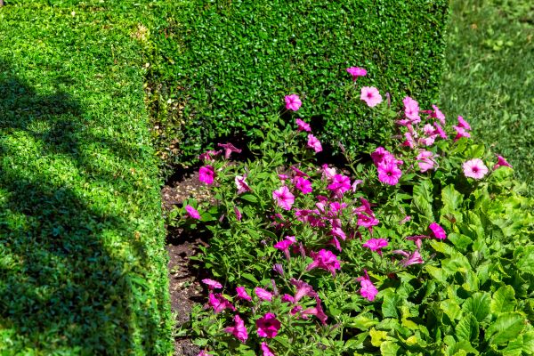 Softscaping Service in Saint Johns