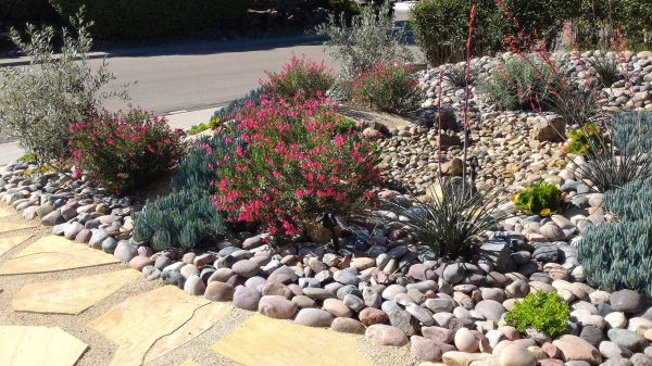Xeriscape Landscaping in Saint Johns