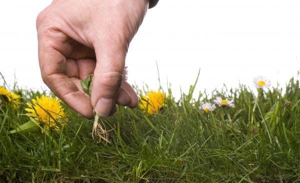 Lawn Weeding in Saint Johns
