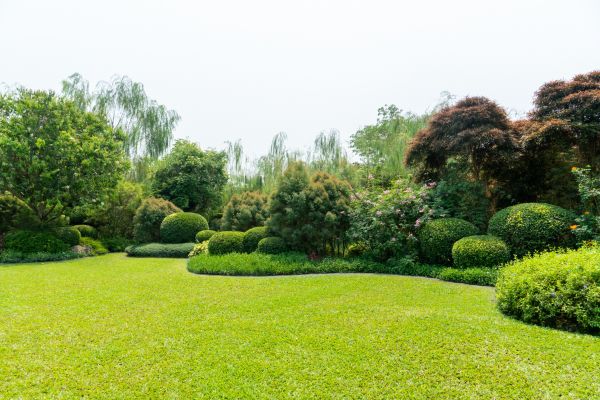 Tree Landscaping in Saint Johns