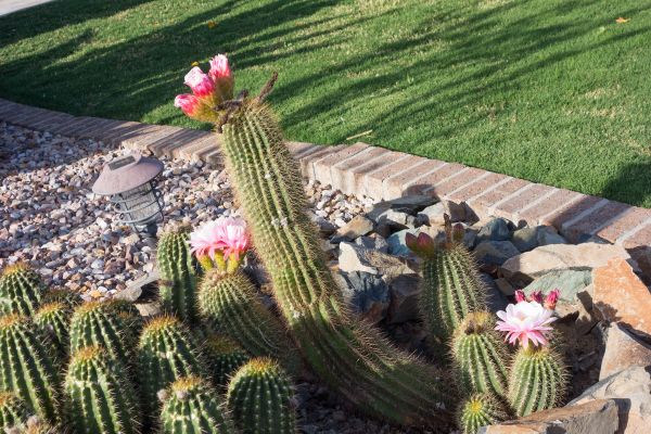 Desert Landscaping in Saint Johns
