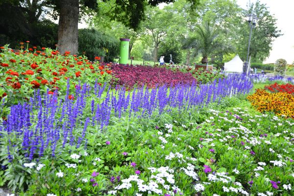 Perennials Planting in Saint Johns