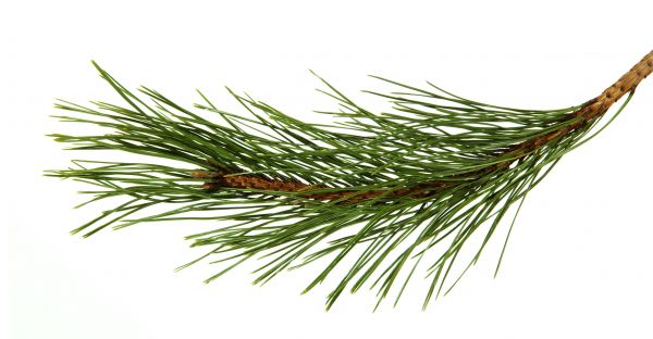 Pine Needles Installation in Saint Johns