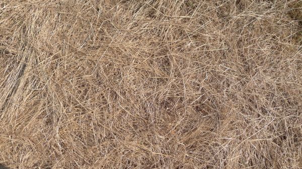 Pine Straw Replacement in Saint Johns
