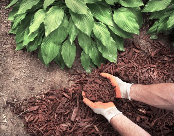 Bark Spreading in Saint Johns