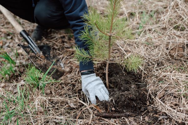 Pine Tree Planting in Saint Johns