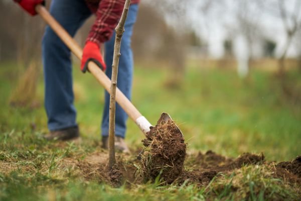 Trees Planting in Saint Johns