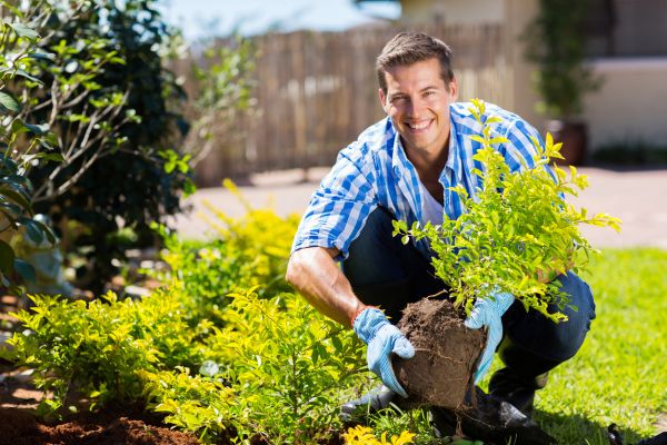Shrub Landscaping in Saint Johns