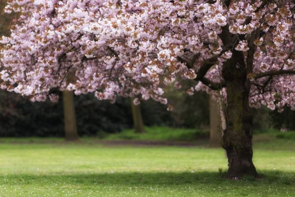 Cherry Tree Planting in Saint Johns