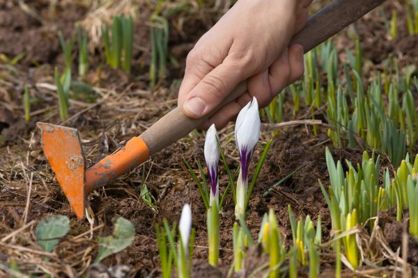 Flower Garden Weeding in Saint Johns