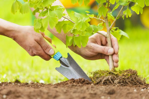 Fruit Tree Planting in Saint Johns