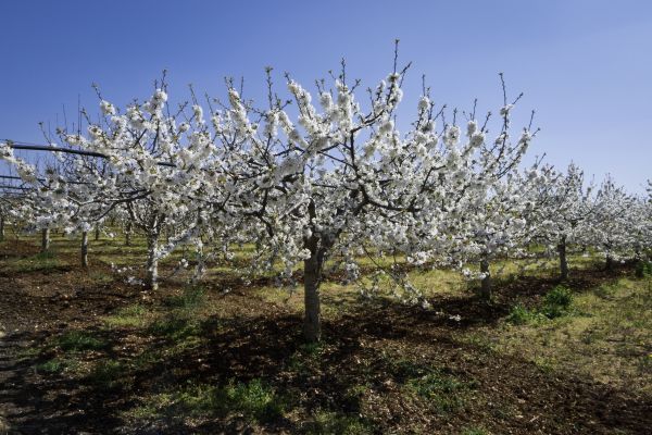 Orchard Planting in Saint Johns