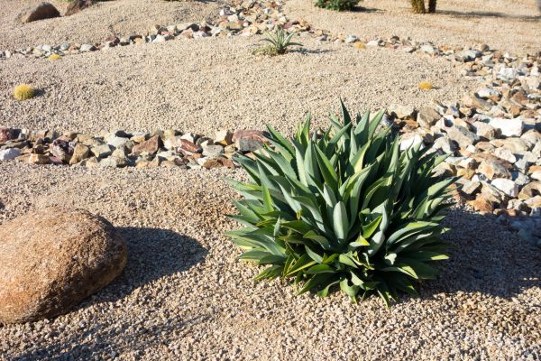 Xeriscaping Service in Saint Johns