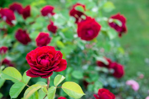 Rose Planting in Saint Johns