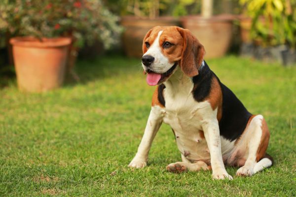 Dog Friendly Landscaping in Saint Johns