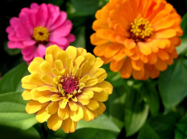 Zinnia Planting in Saint Johns