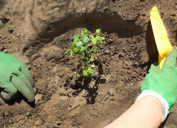 Rose Bush Planting in Saint Johns