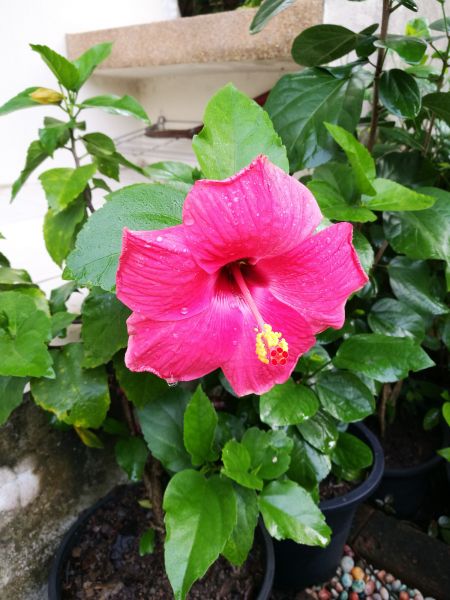 Hibiscus Planting in Saint Johns