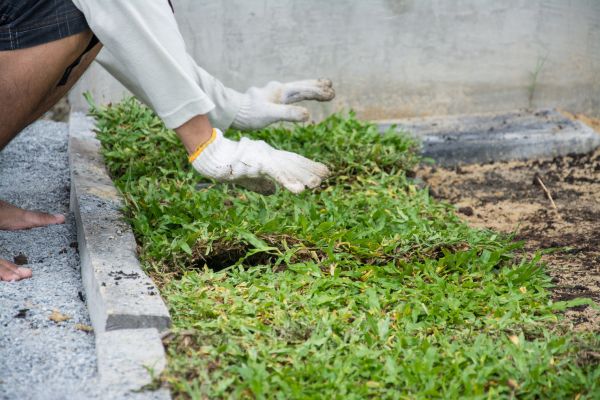 Ground Cover Planting in Saint Johns