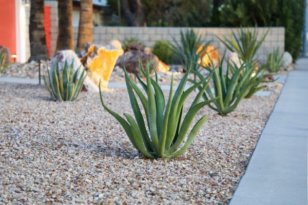 Drought Resistant Landscaping in Saint Johns