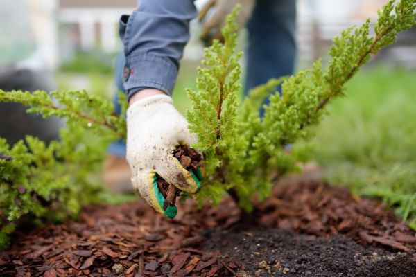 Church Mulching in Saint Johns