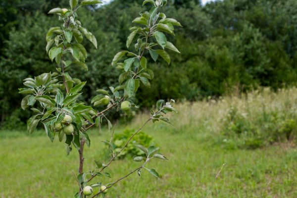 Apple Tree Planting in Saint Johns