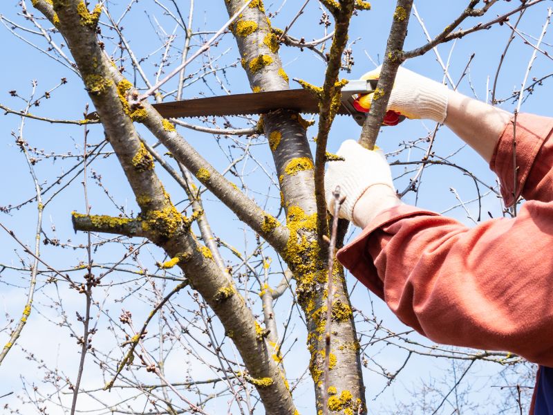 Tree Arborist Service